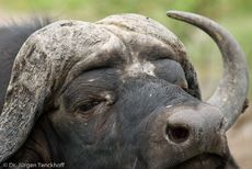 Afrikanischer Büffel (67 von 102).jpg